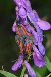 Zygaena nevadensis gallica