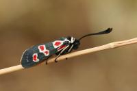Zygaena occitanica