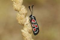 Zygaena occitanica