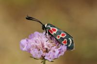 Zygaena occitanica