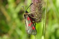 Zygaena exulans