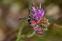 Zygaena carniolica
