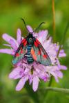 Zygaena viciae