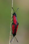 Zygaena purpuralis