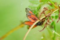 Zygaena romeo