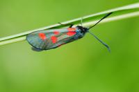 Zygaena lonicerae