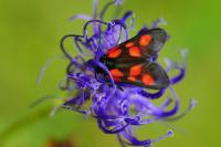 Zygaena viciae