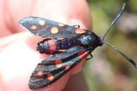 Zygaena ephialtes