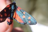Zygaena ephialtes