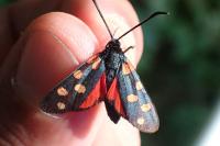 Zygaena transalpina
