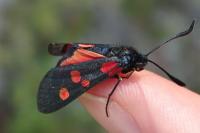 Zygaena lonicerae