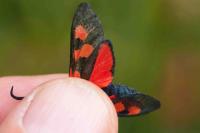 Zygaena lonicerae