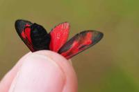 Zygaena filipendulae