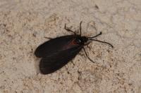 Aglaope infausta