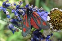 Zygaena romeo