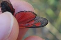 Zygaena romeo