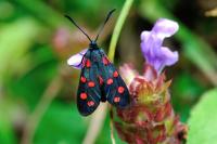 Zygaena transalpina