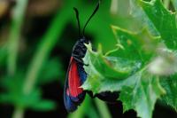Zygaena transalpina