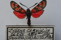 Zygaena carniolica