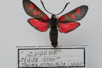 Zygaena lonicerae