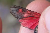 Zygaena filipendulae