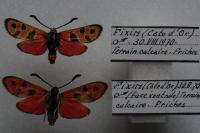 Zygaena fausta