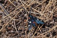 Zygaena ephialtes