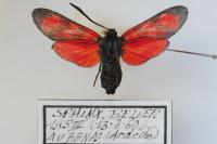 Zygaena filipendulae