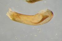 Adscita statices