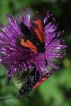 Zygaena minos/purpuralis