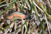Zygaena sarpedon