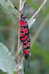 Zygaena carniolica