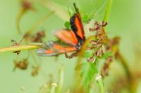 Zygaena romeo