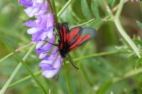 Zygaena nevadensis gallica