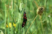 Zygaena trifolii