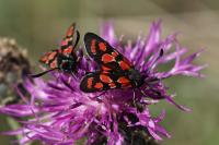 Zygaena carniolica