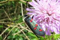 Zygaena lavandulae