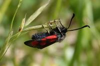 Zygaena loti