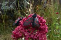 Zygaena trifolii