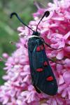 Zygaena lavandulae