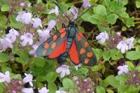 Zygaena transalpina