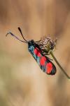 Zygaena filipendulae