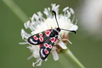 Zygaena occitanica