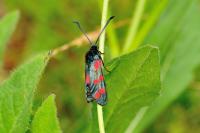 Zygaena filipendulae/transalpina