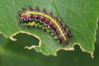 Aglaope infausta