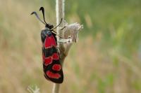 Zygaena carniolica