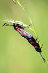 Zygaena trifolii