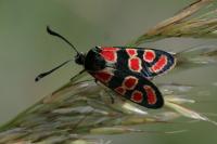 Zygaena carniolica