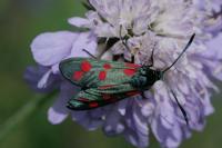 Zygaena filipendulae
