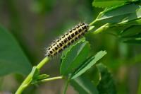 Zygaena lonicerae
